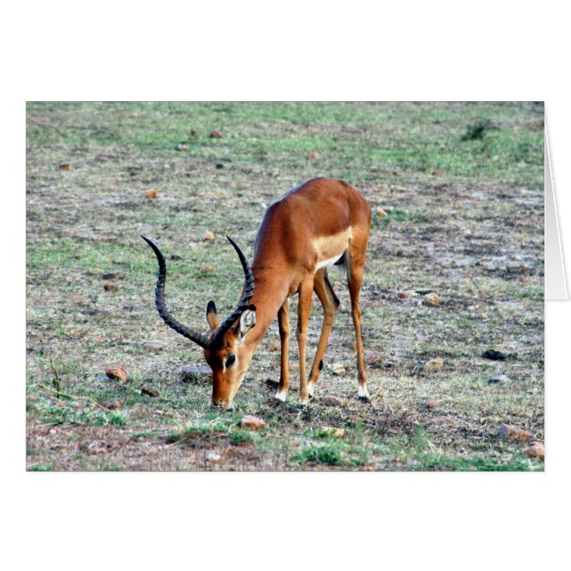 gazelle solo (Front Horizontal)