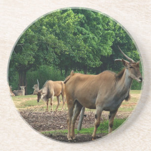 Gazelle, wild animal zoo,羚. coaster