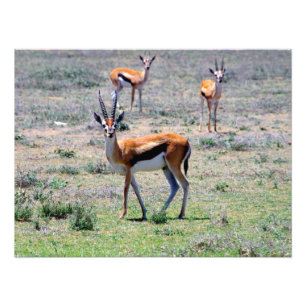 Gazelles on the Plains Photo Print