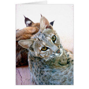 Gazely Stare   Customisable