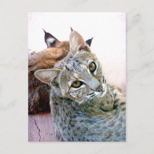 Gazely Stare   Customisable Postcard