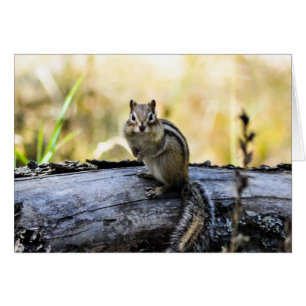 Gazing Chipmunk