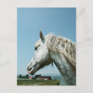 Gazing Dappled Grey Postcard