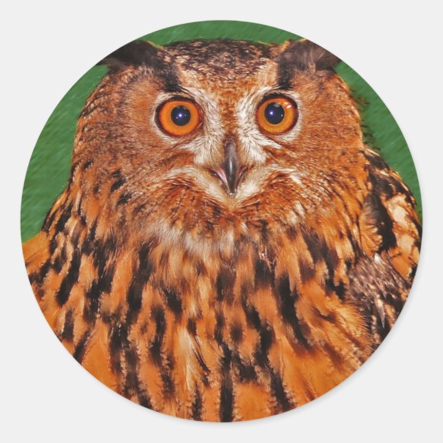 Gazing Owl Classic Round Sticker (Front)