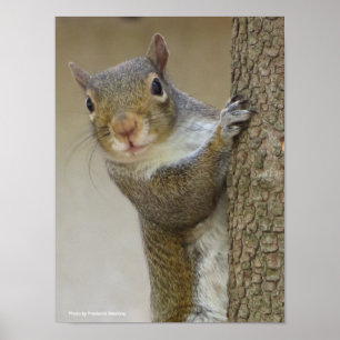 Gazing Squirrel Poster