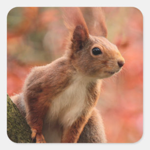 Gazing Squirrel Square Sticker