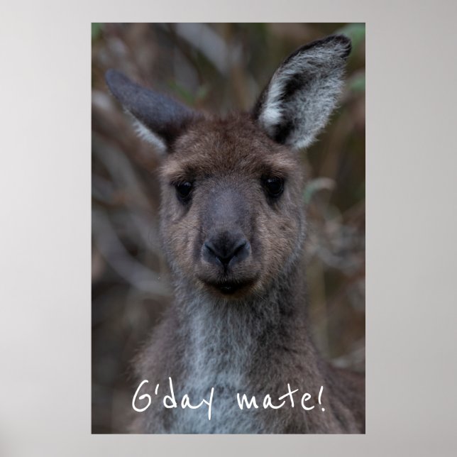 G'day Mate Western Grey Kangaroo Poster (Front)