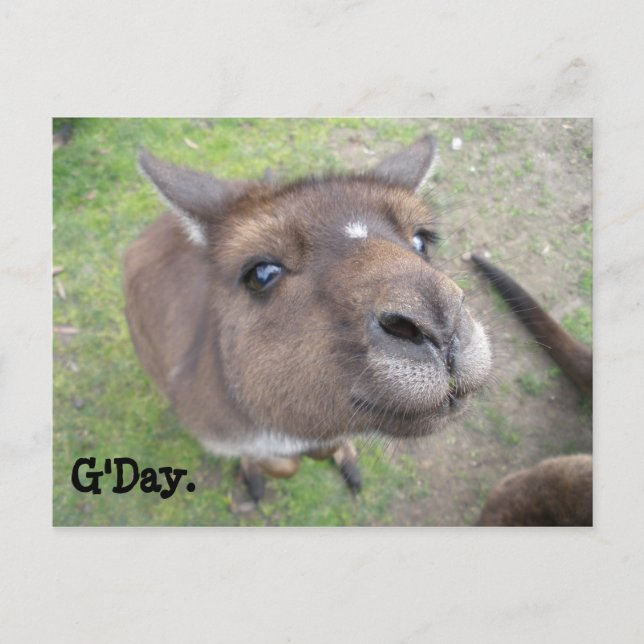 G'Day. Postcard (Front)