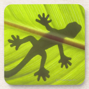 Gecko Coaster