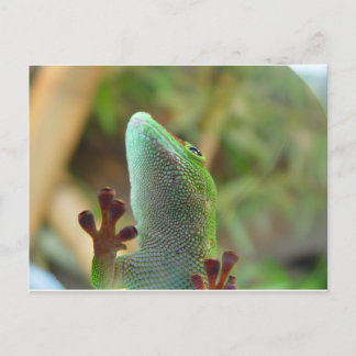 Gecko - for lovers of lizards ! postcard