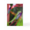 Gecko Greeting Card