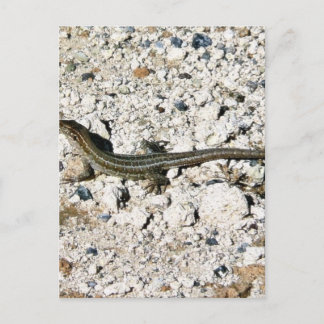 Gecko Lizard Postcard