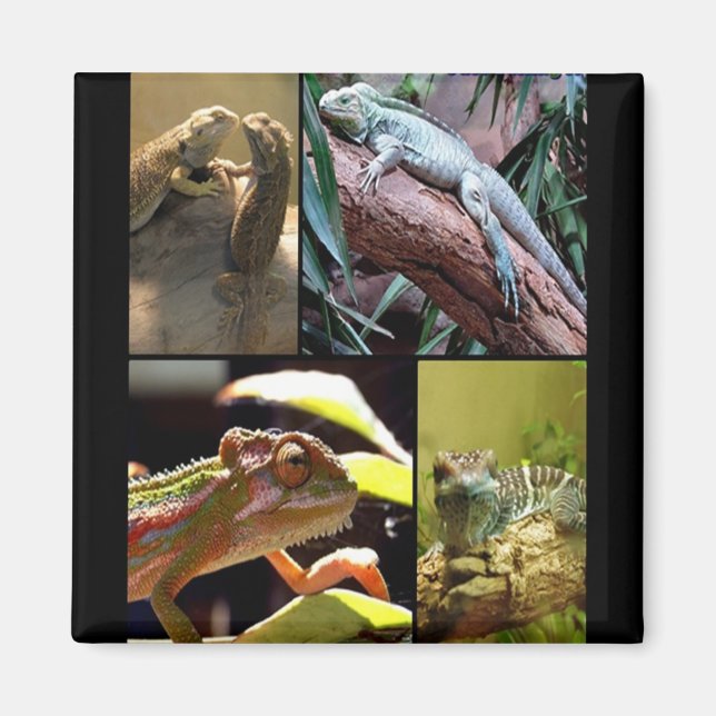 Gecko lizards and Chameleons Magnet (Front)