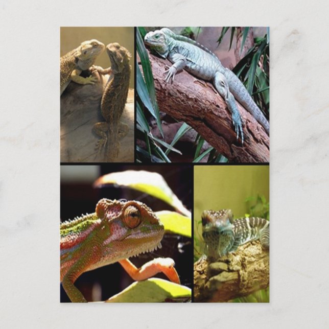 Gecko lizards and Chameleons Postcard (Front)