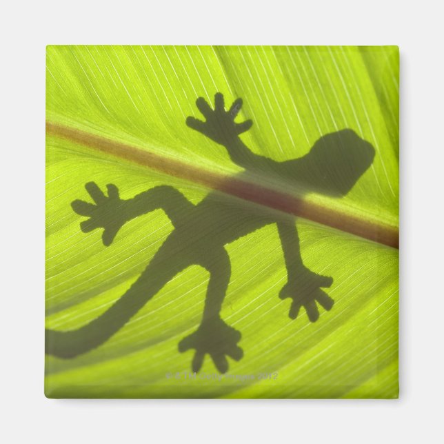 Gecko Magnet (Front)