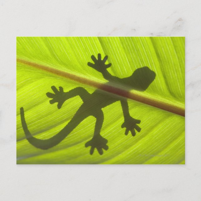 Gecko Postcard (Front)