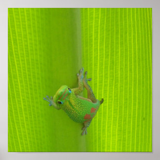 Gecko Print