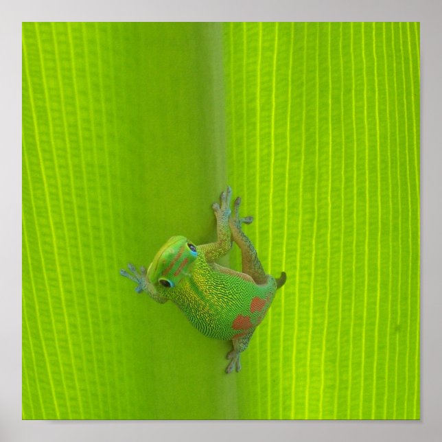 Gecko Print (Front)