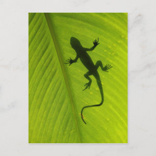 Gecko Silhouette Postcard