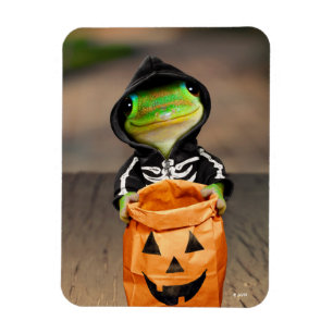 Gecko Skeleton Magnet