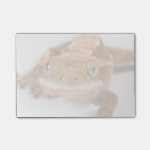 Gecko Stare Post-it Notes