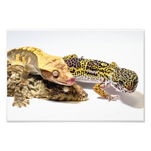 Geckos Photo Print