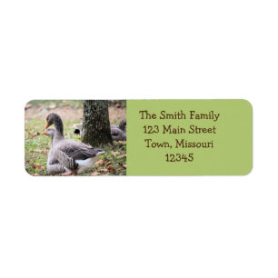 Geese