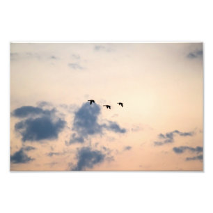 Geese and Soft Sunset Photo Print