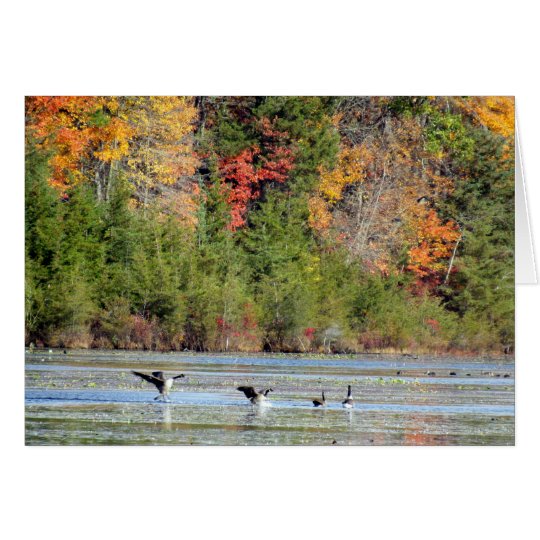 Geese at Helmetta Park - NJ Card