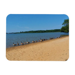 Geese at Silver Lake, Wisconsin Magnet