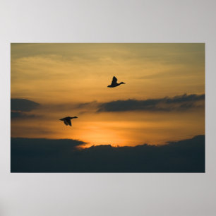 Geese at sunset poster