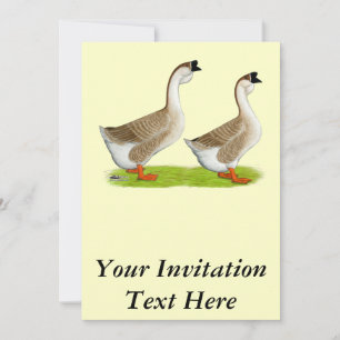Geese:  Buff African Invitation