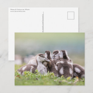 Geese Chicks Nature Photo Postcard