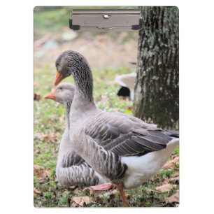 Geese clipboard