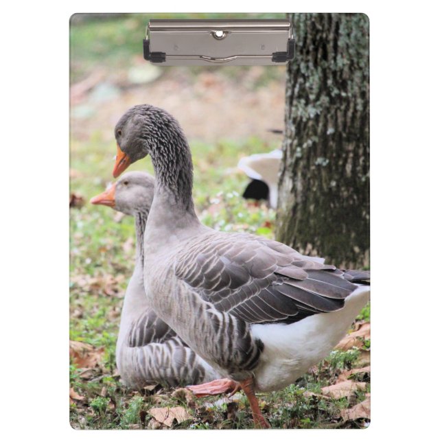 Geese     clipboard (Front)