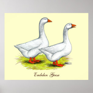 Geese: Embden Pair Poster