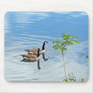 Geese Enjoying a Swim Mouse Mat