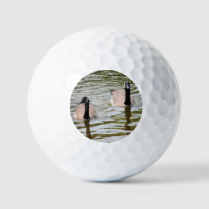 Geese  golf balls