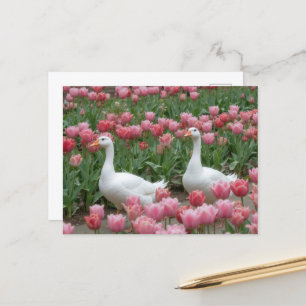 Geese in a Pink Wildflower Meadow Animal Lover Postcard