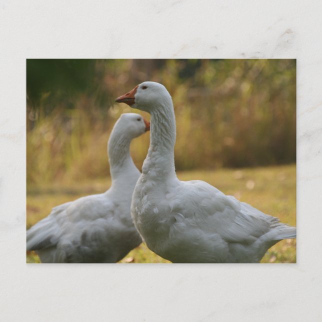 Geese in Australia Postcard (Front)