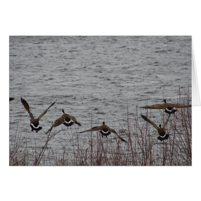 Geese in flight (Front Horizontal)