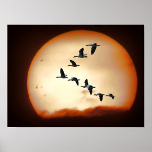 GEESE in FLIGHT Poster