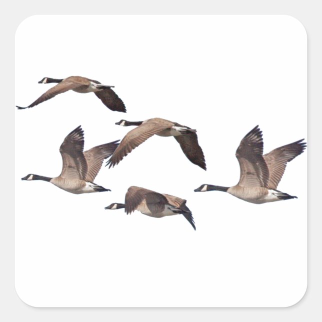 Geese in flight square sticker (Front)
