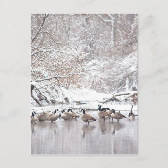 Geese in Snow Postcard (Front)