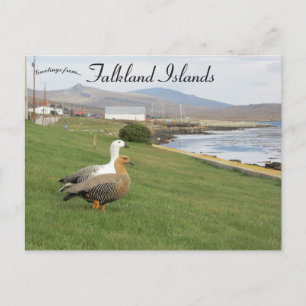 Geese in Stanley Falkland Islands Postcard
