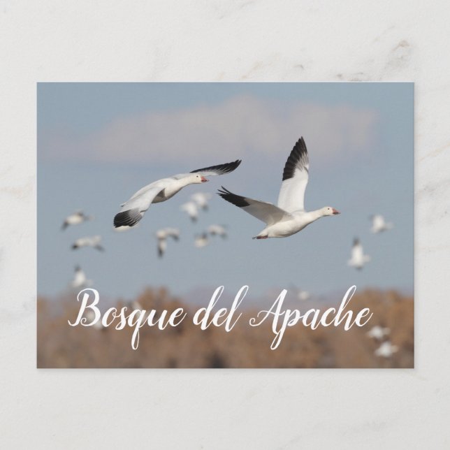 Geese in the Bosque del Apache skies Postcard (Front)