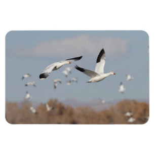 Geese in the Bosque skies Magnet
