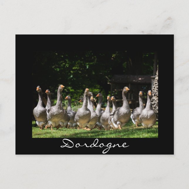 Geese in the Dordogne black text postcard (Front)