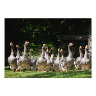 Geese in the Dordogne photo print