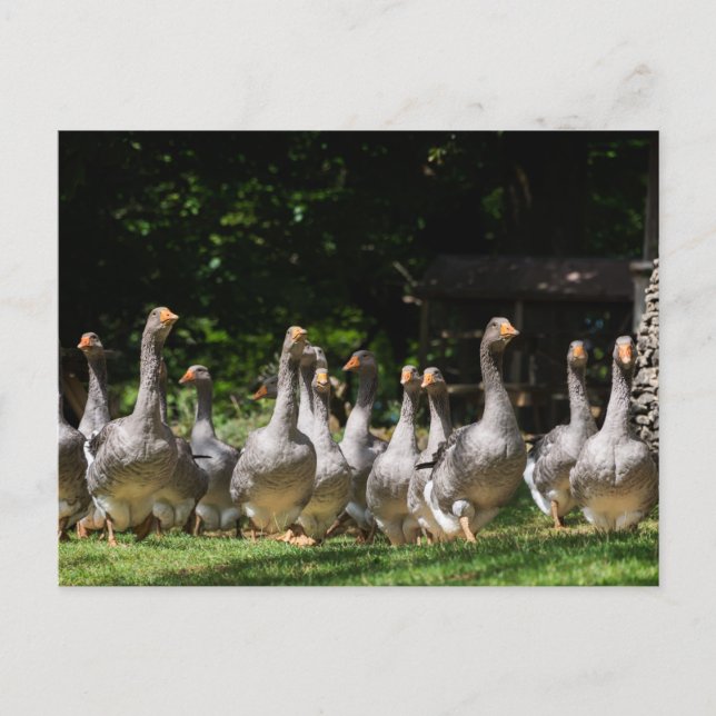 Geese in the Dordogne postcard (Front)